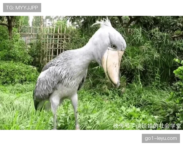 苏丹尼罗河鳄鱼数量激增引发生态失衡担忧